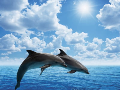 Фотошпалери Море дельфіни