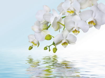 Фотообои Белые орхидеи над водой