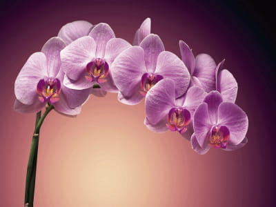 Фотообои Объемная пурпурная орхидея