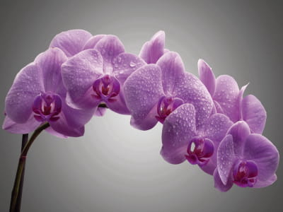 Фотошпалери Орхідея на сірому тлі
