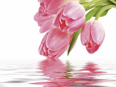 Фотообои Тюльпаны над водой