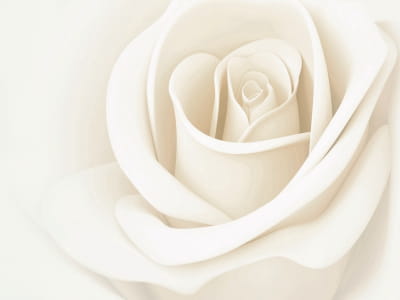 Фотошпалери Бутон білої троянди