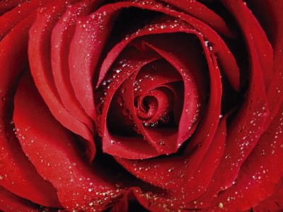 Фотошпалери Роса на червоній троянді
