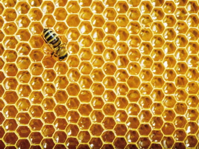 Фотообои Пчелиные соты