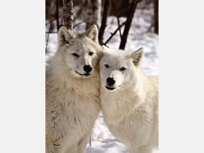 Фотошпалери Білі вовки