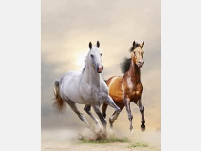 Фотошпалери Швидкі коні