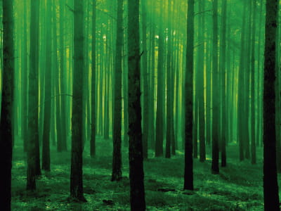 Фотообои Заколдованный дикий лес
