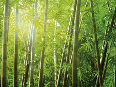 Фотошпалери Густий бамбуковий ліс