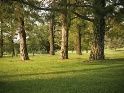 Фотообои Стволы хвойных деревьев