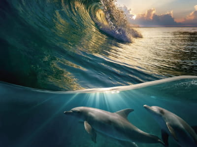 Фотообои Волна и дельфины