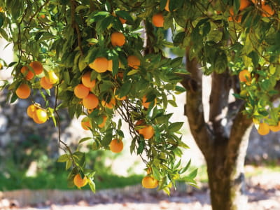 Фотообои Апельсиновое дерево