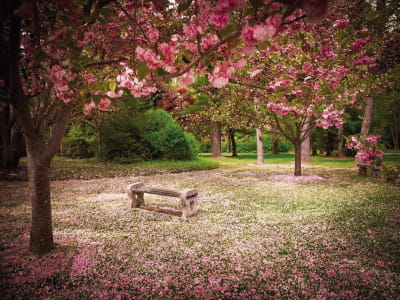 Фотообои Цветущая вишня в саду