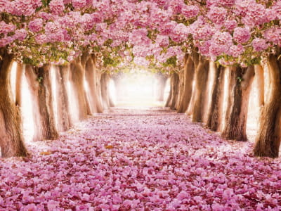 Фотошпалери Квітучий тунель