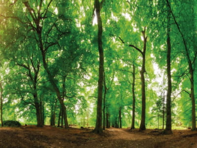 Фотообои Лес деревья