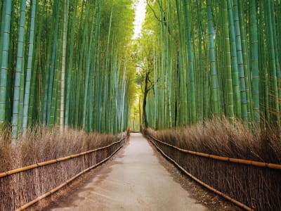 Фотошпалери Дорога через бамбуковий ліс