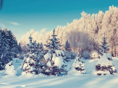 Фотообои Природа зима