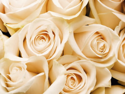 Фотообои Красивые розы