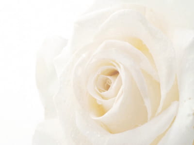 Фотообои Белый цветок