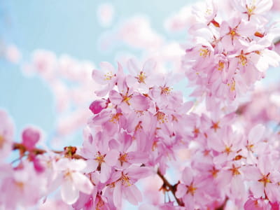 Фотообои Нежные цветы вишни
