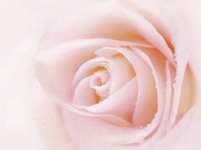 Фотообои Нежный бутон розы