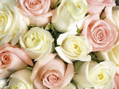 Фотошпалери Букет свіжих троянд