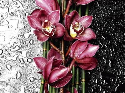 Фотошпалери Червона орхідея
