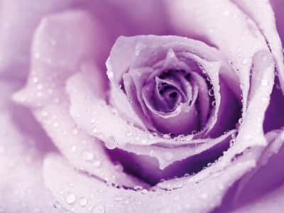 Фотообои Роза фиолетовая