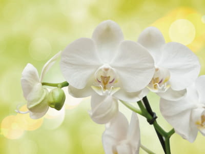 Фотошпалери Великі білі орхідеї