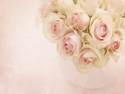 Фотошпалери Персикові троянди