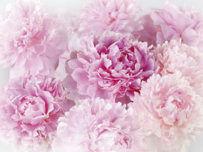 Фотообои Нежные розовые пионы