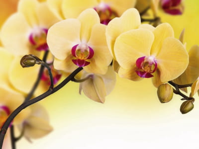 Фотошпалери Елегантні жовті орхідеї