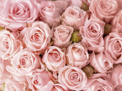 Фотошпалери Ніжні рожеві троянди