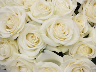 Фотообои Чудесные белые розы