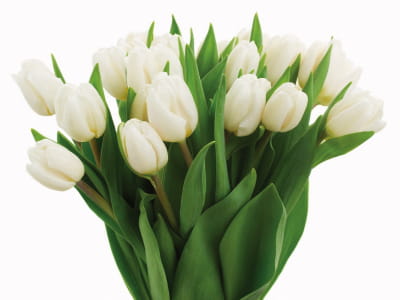 Фотообои Букет белых тюльпанов