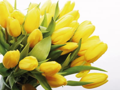 Фотообои Букет жёлтых тюльпанов