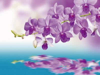 Фотошпалери Орхідея над водою