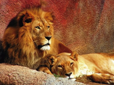 Фотошпалери Лев і левиця