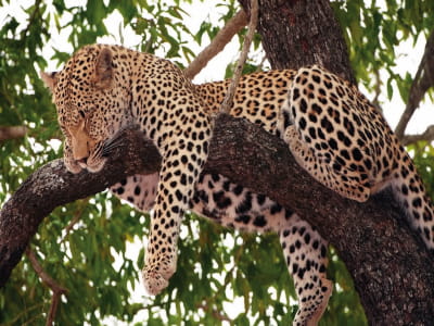 Фотошпалери Гарний леопард