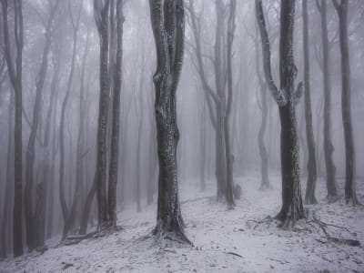 Фотообои Ночной зимний лес