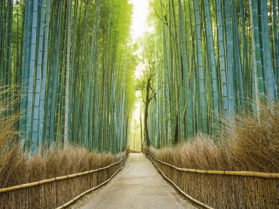 Фотошпалери Зелений бамбуковий ліс