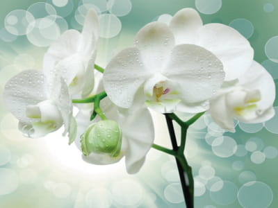 Фотообои Пышные белые орхидеи