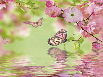 Фотообои Бабочки и цветы