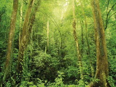 Фотообои Густые зелёные джунгли