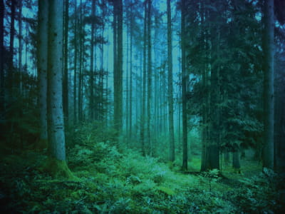 Фотошпалери Туман у нічному лісі