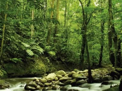 Фотообои Тропические джунгли