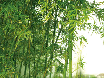 Фотообои Зелёный бамбук