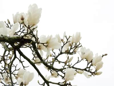 Фотообои Ветвь цветущей магнолии