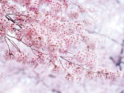 Фотообои Розовая сакура