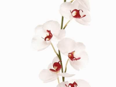 Фотошпалери Ніжна біла орхідея