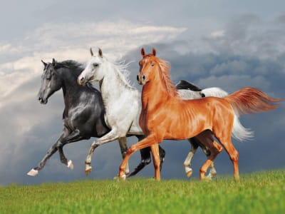 Фотошпалери Три коня